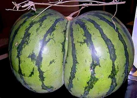 There are over 1,200 watermelon varieties ranging in size from. . Watermelon porn